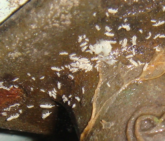 Concrete Mites at Rose Patel blog