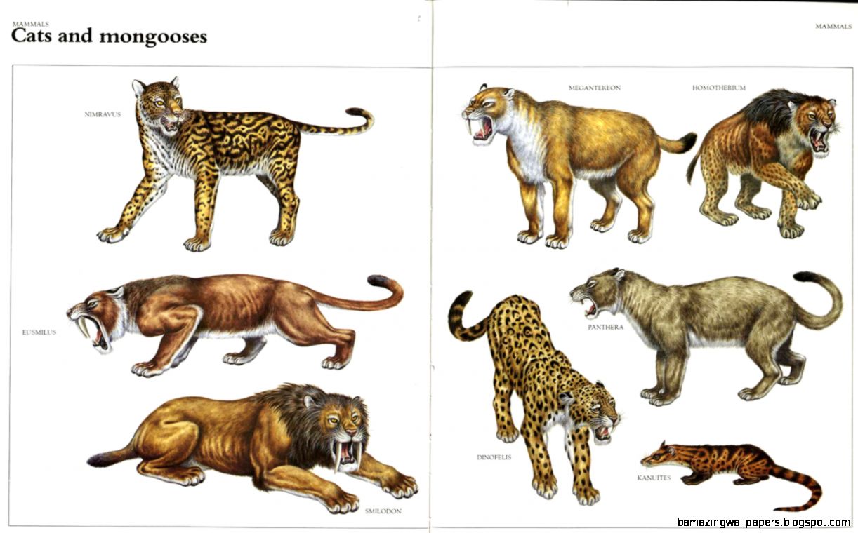 cats animals mammals 981943 cats animals mammals 981943