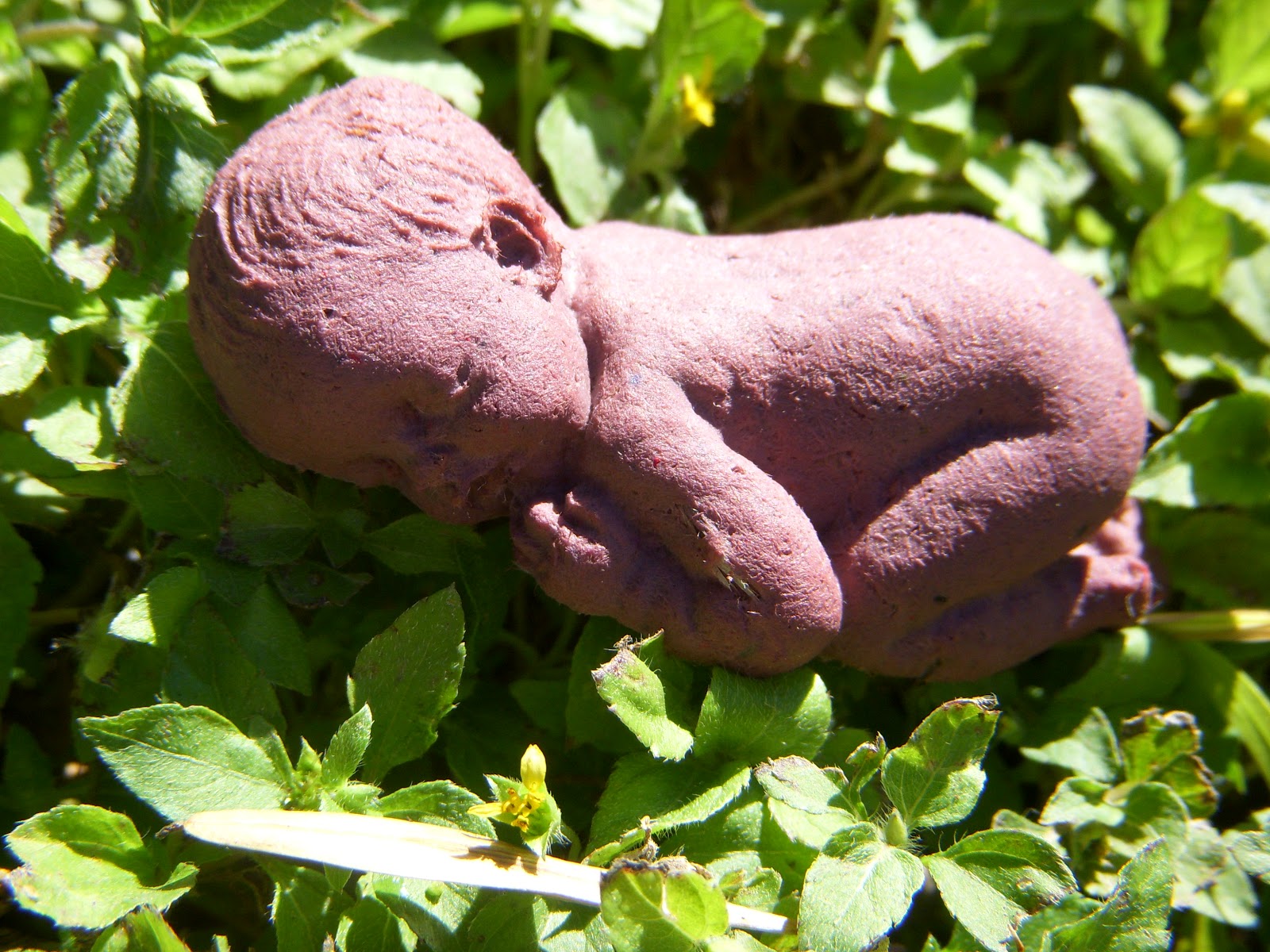 ECO REBELUTION Plantable Earth Baby Seed Garden