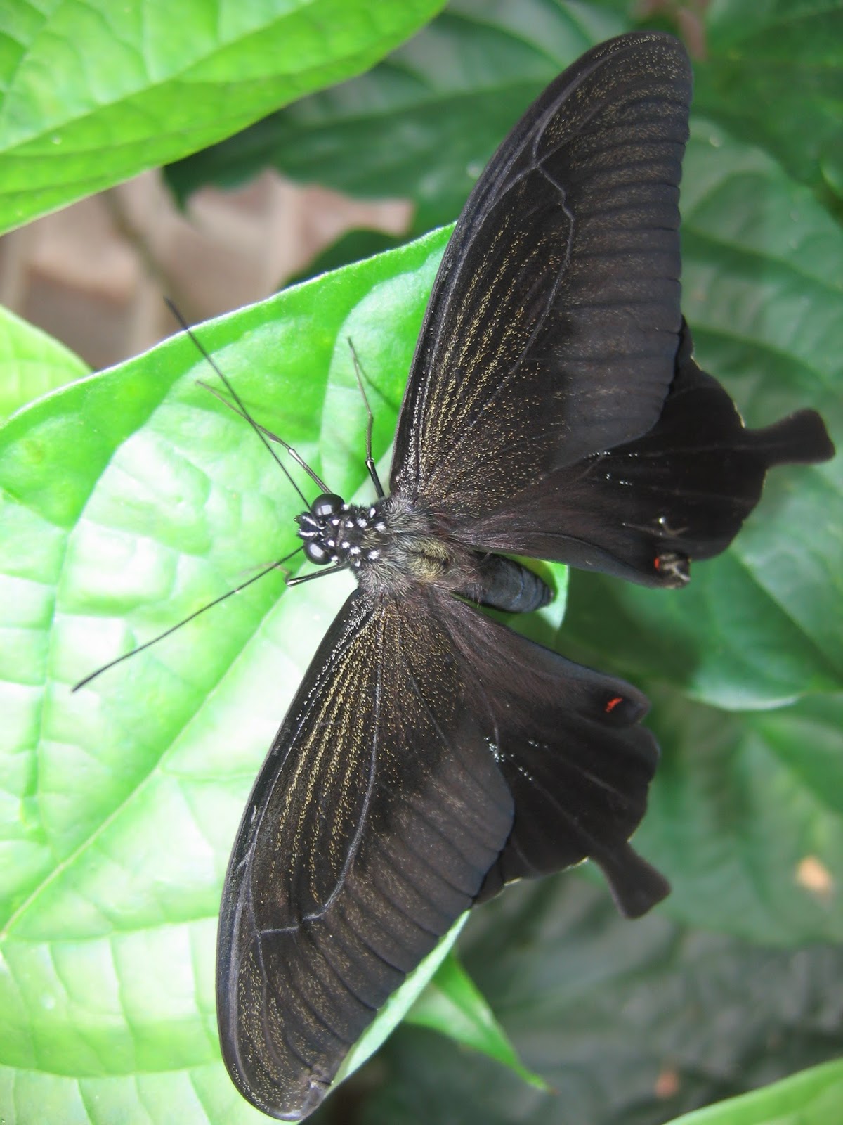 Win Passes to Brookside Gardens Wings of Fancy Butterfly Exhibit