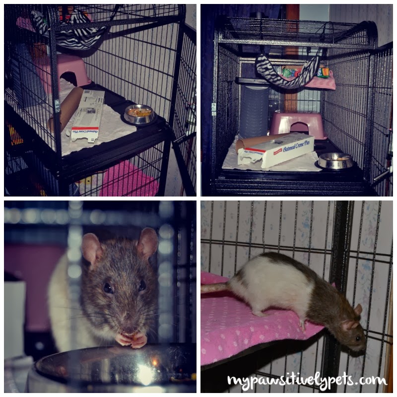 A Home Made for a Queen Rat Pawsitively Pets