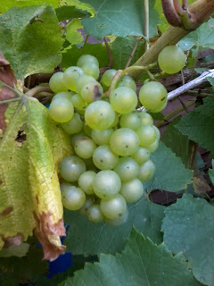 grapes, grapevines