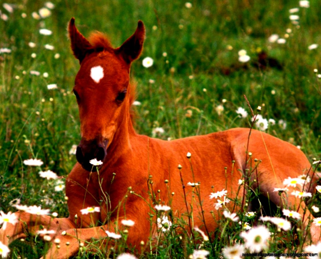Colt Horse Pictures Wallpaper Best Wallpaper Background Colt Horse Pictures Wallpaper Best Wallpaper Background