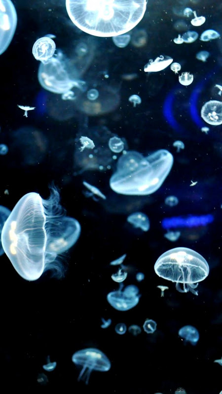 Jellyfish luminiscence underwater wallpaper 107219 Jellyfish luminiscence underwater wallpaper 107219