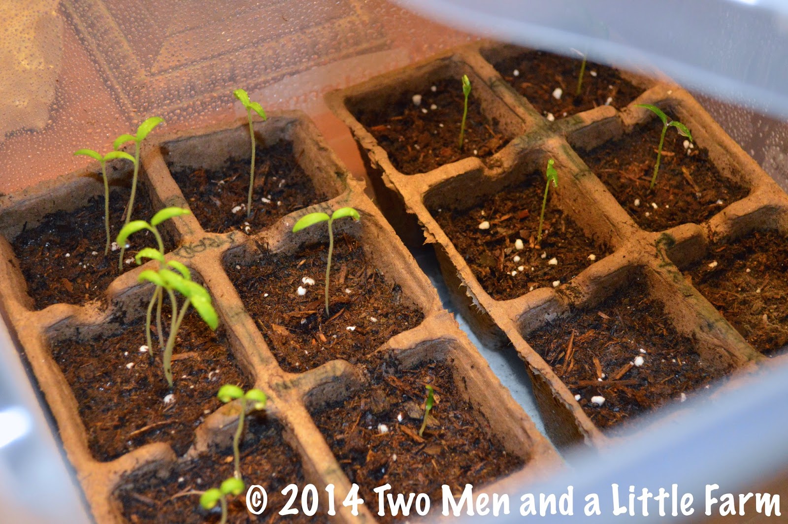 Two Men and a Little Farm DIY SEED STARTING GREENHOUSE BOX