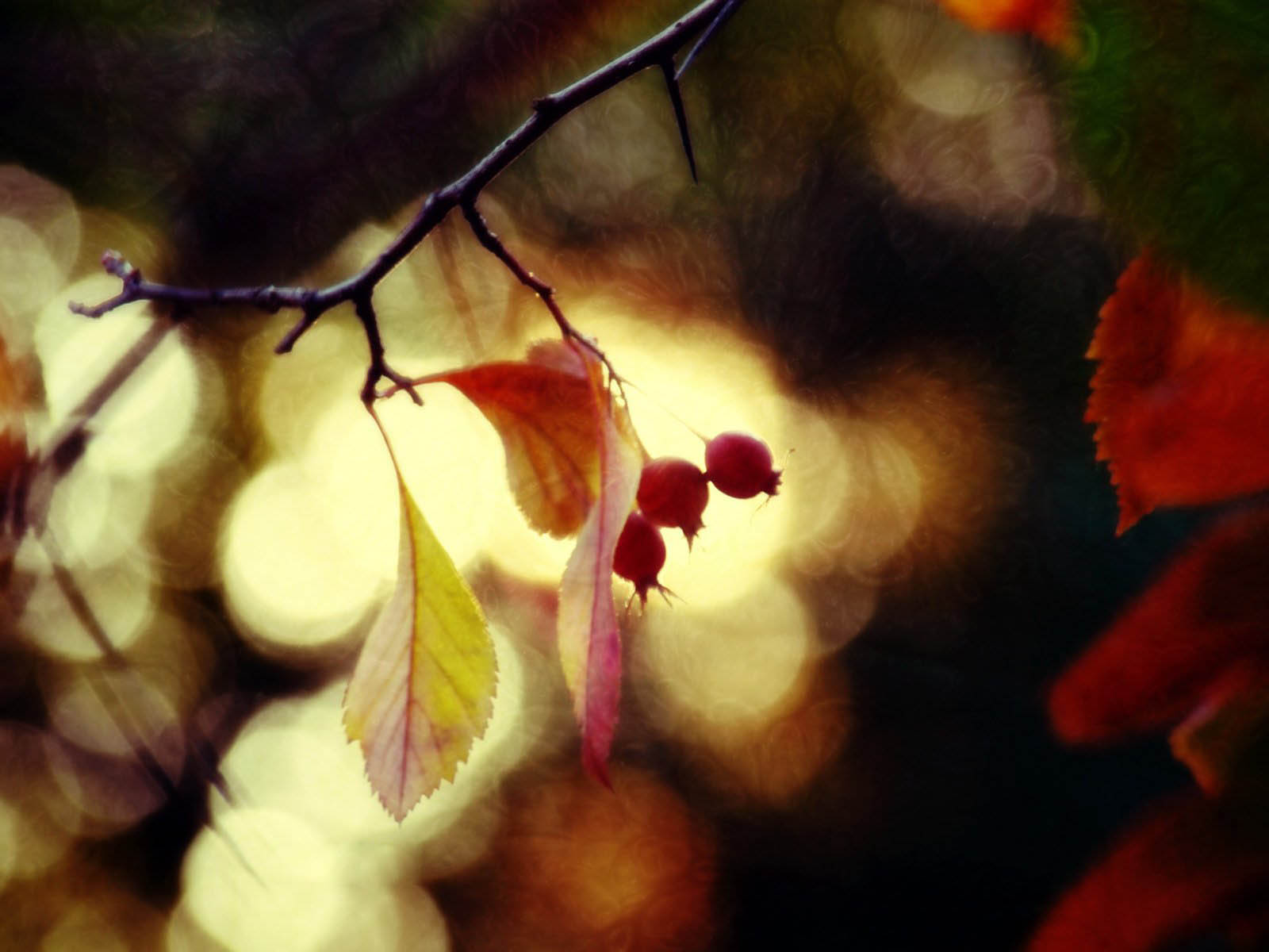 Digital Photography Digital Photography