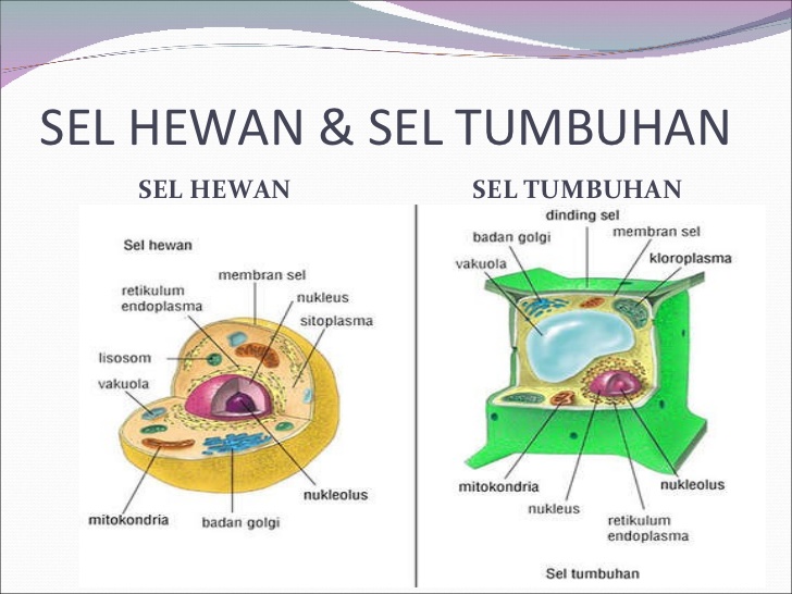 Organel Sel Hewan beserta Fungsinya Definisi Pengertian Secara Umum