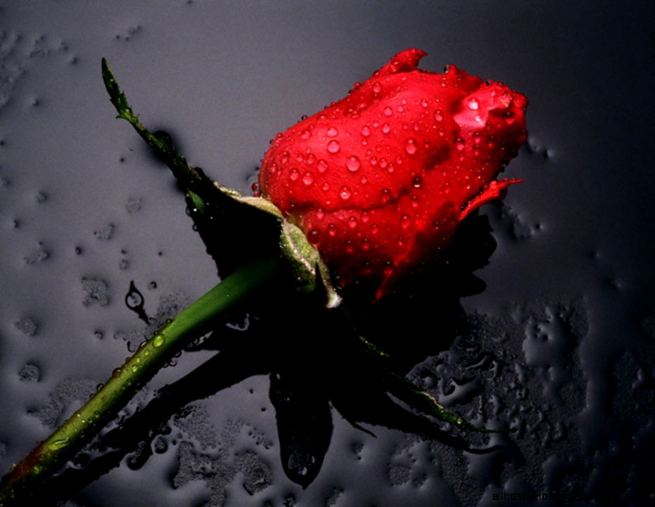red rose flowers images and wallpapers Download red rose flowers images and wallpapers Download