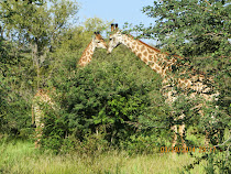 Giraffe Romance -- Near Skukuza Camp, Kruger Nat'l Park, South Africa