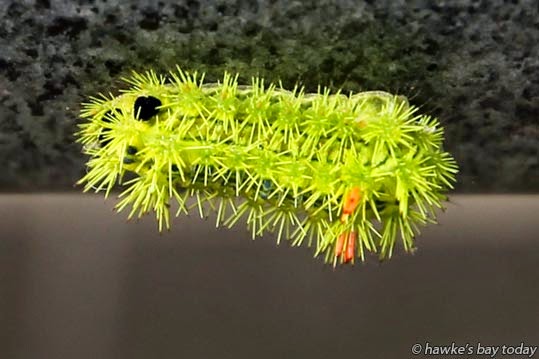 A spiky caterpillar photograph