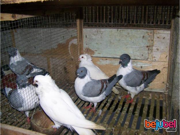 Jenis Burung Merpati Dunia Binatang Peliharaan