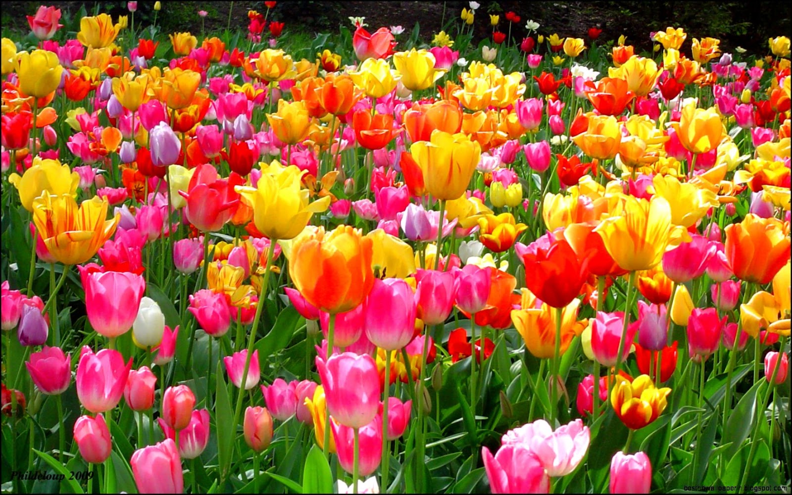 Tulips Spring Flower Desktop Tulips Spring Flower Desktop