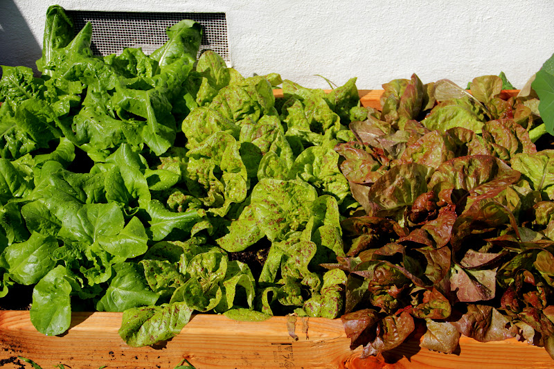 More Fun With An Apron Growing Lettuce and Spinach