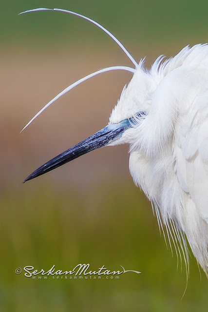 küçük akbalıkçıl küçük akbalıkçıl