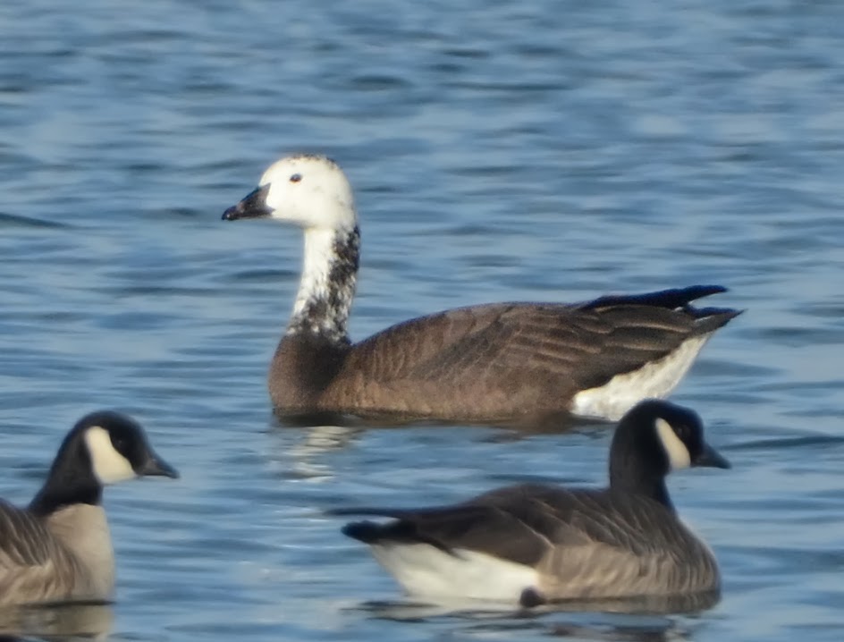 Bird Hybrids Snow Goose x Canada Goose