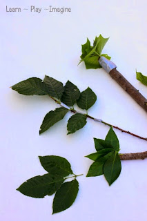 How to make homemade paint brushes using leaves and sticks - art with nature!