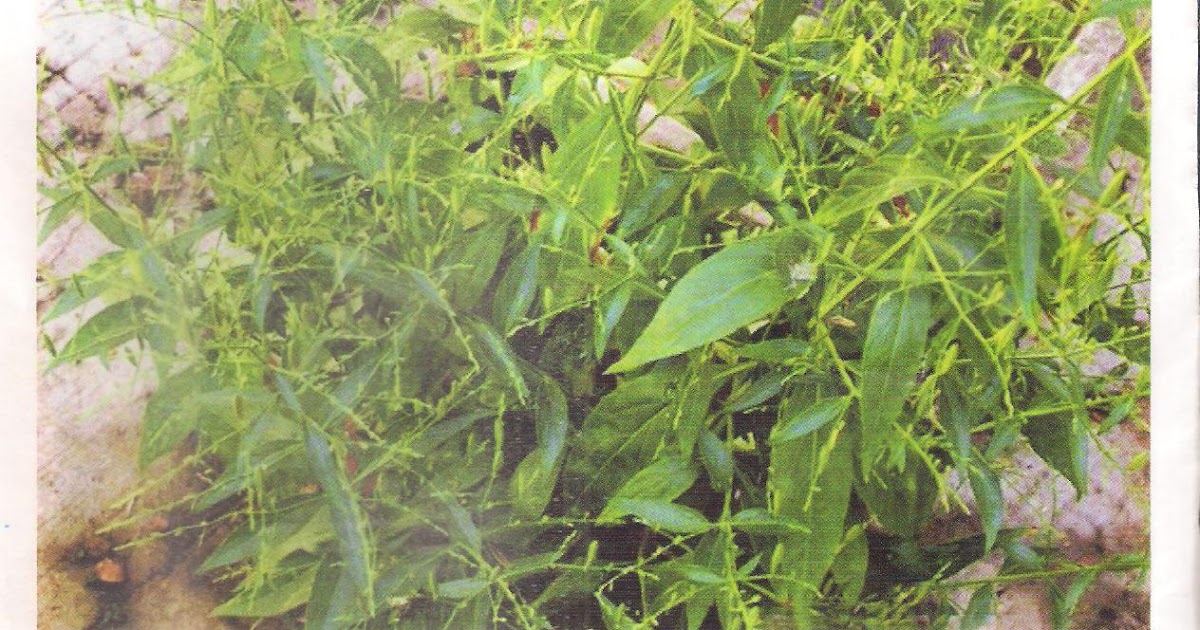 EXCELLENT AYURVEDIC SOLUTIONS DETAILS OF KING OF BITTERS