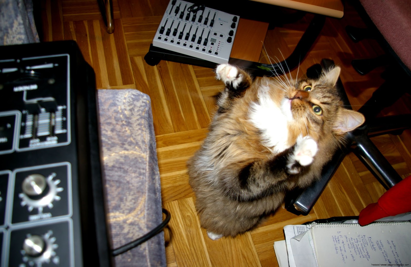 Description Cat attack SH 1 Description Cat attack SH 1