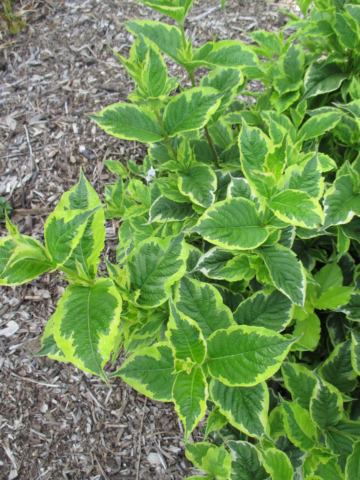 Talking To Plants Weigelas