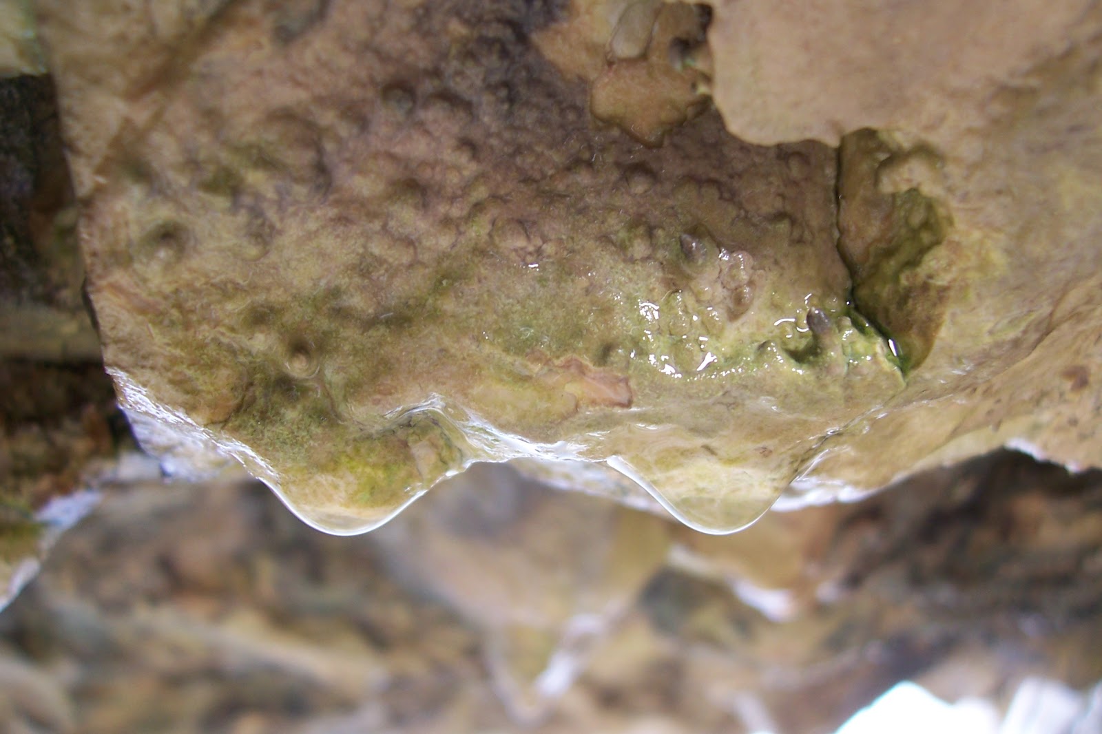 BUZZARD BUSHCRAFT Limestone Filtered Water