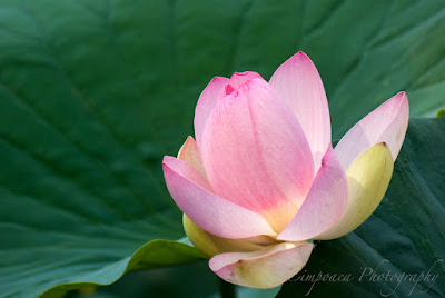 Nelumbo nucifera Floare de Lotus flower Lotosblume λωτόςλουλούδι fiorediloto flordelótus flordeloto lótuszvirág