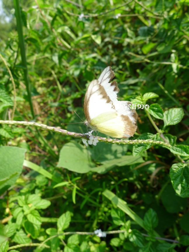 Baby Sumo Photography Whiteyellow butterfly with brown edges Kuala