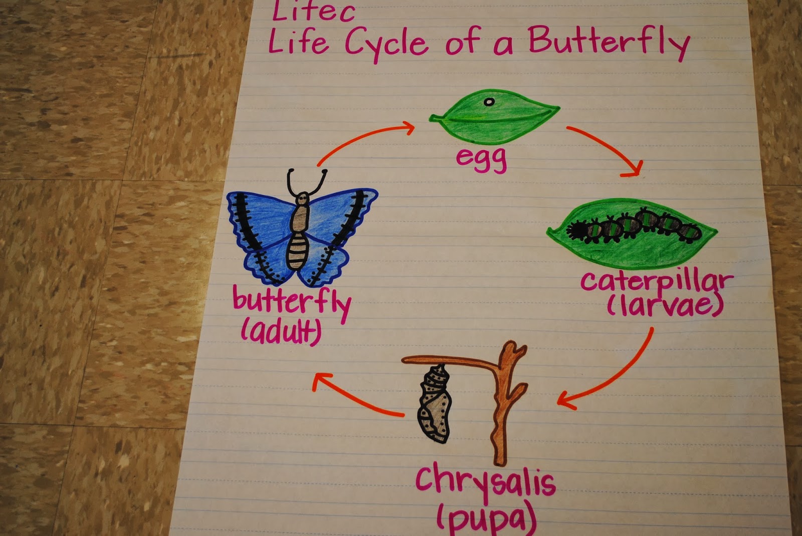 Butterfly Anchor Chart