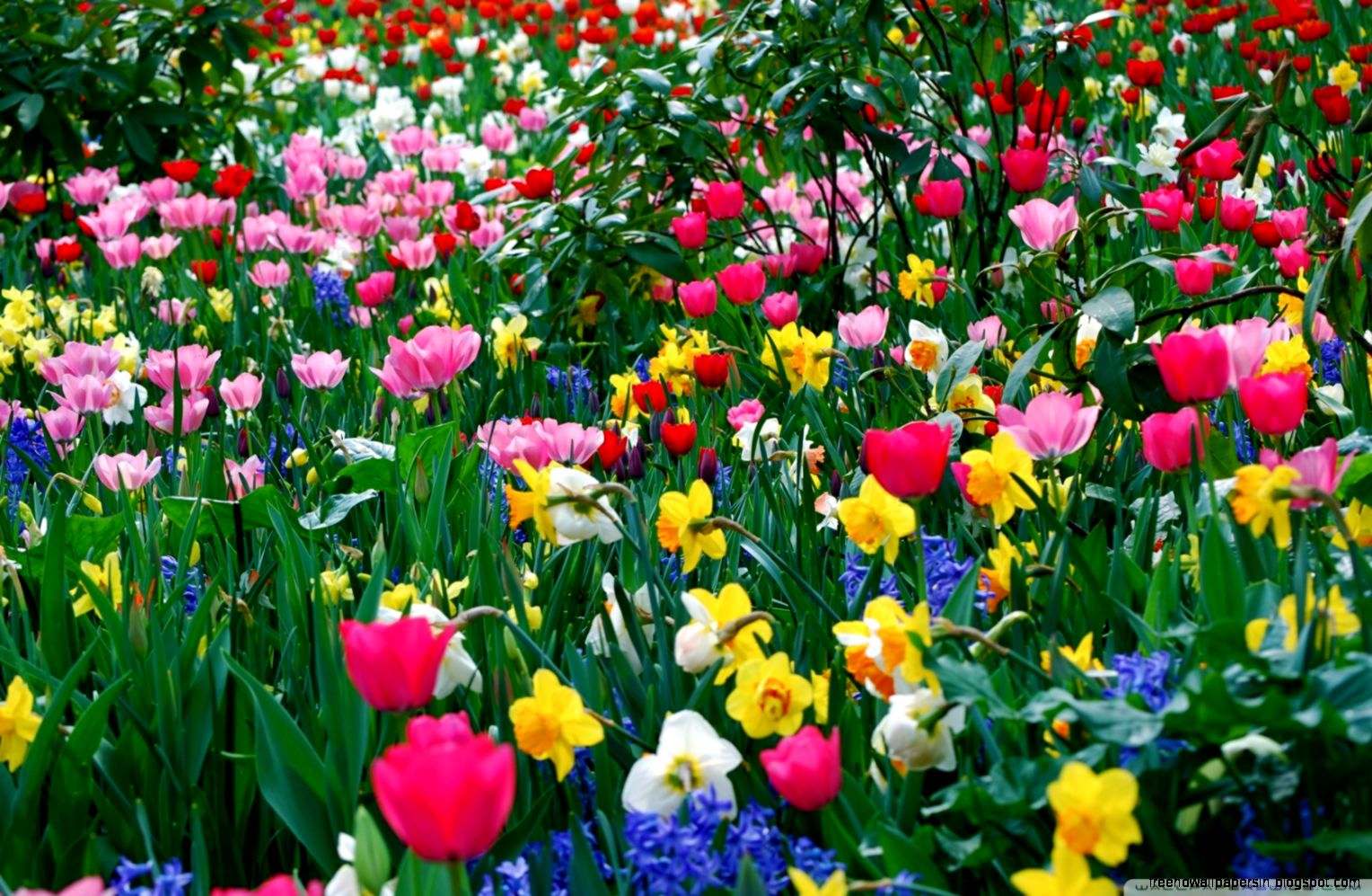 Spring Flowers HD desktop wallpaper High Definition Fullscreen Spring Flowers HD desktop wallpaper High Definition Fullscreen