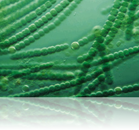 Alga azul verde Alga azul verde