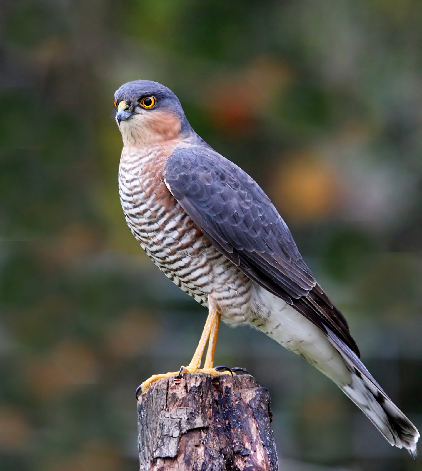 micks birds wildlife and other things micks birds wildlife and other things