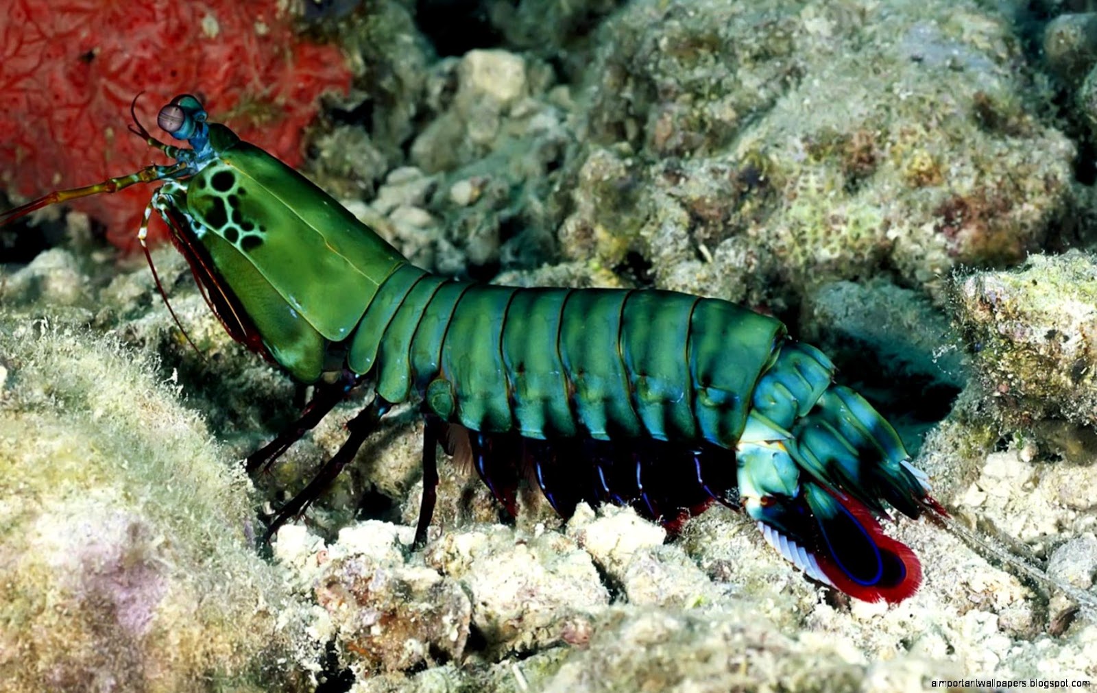 Shrimp Animal Shrimp Animal