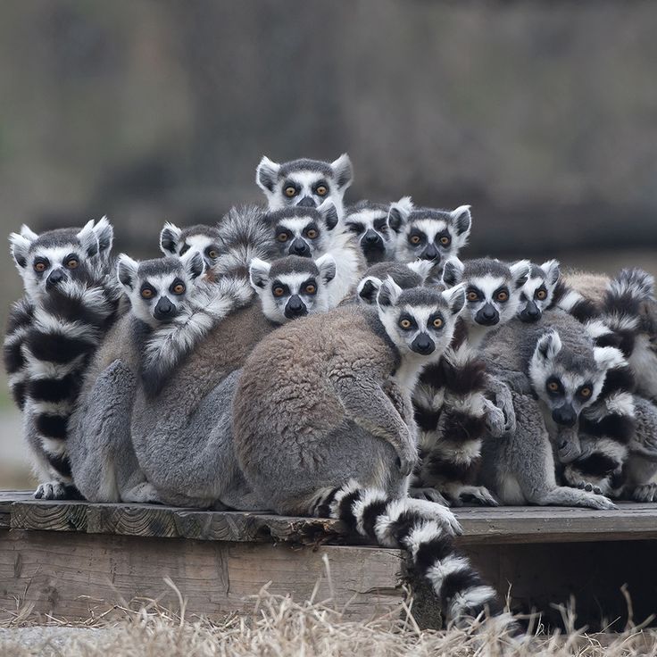 Facts and information about Ring-tailed Lemur ( Lemur catta ) | TOOOPIC