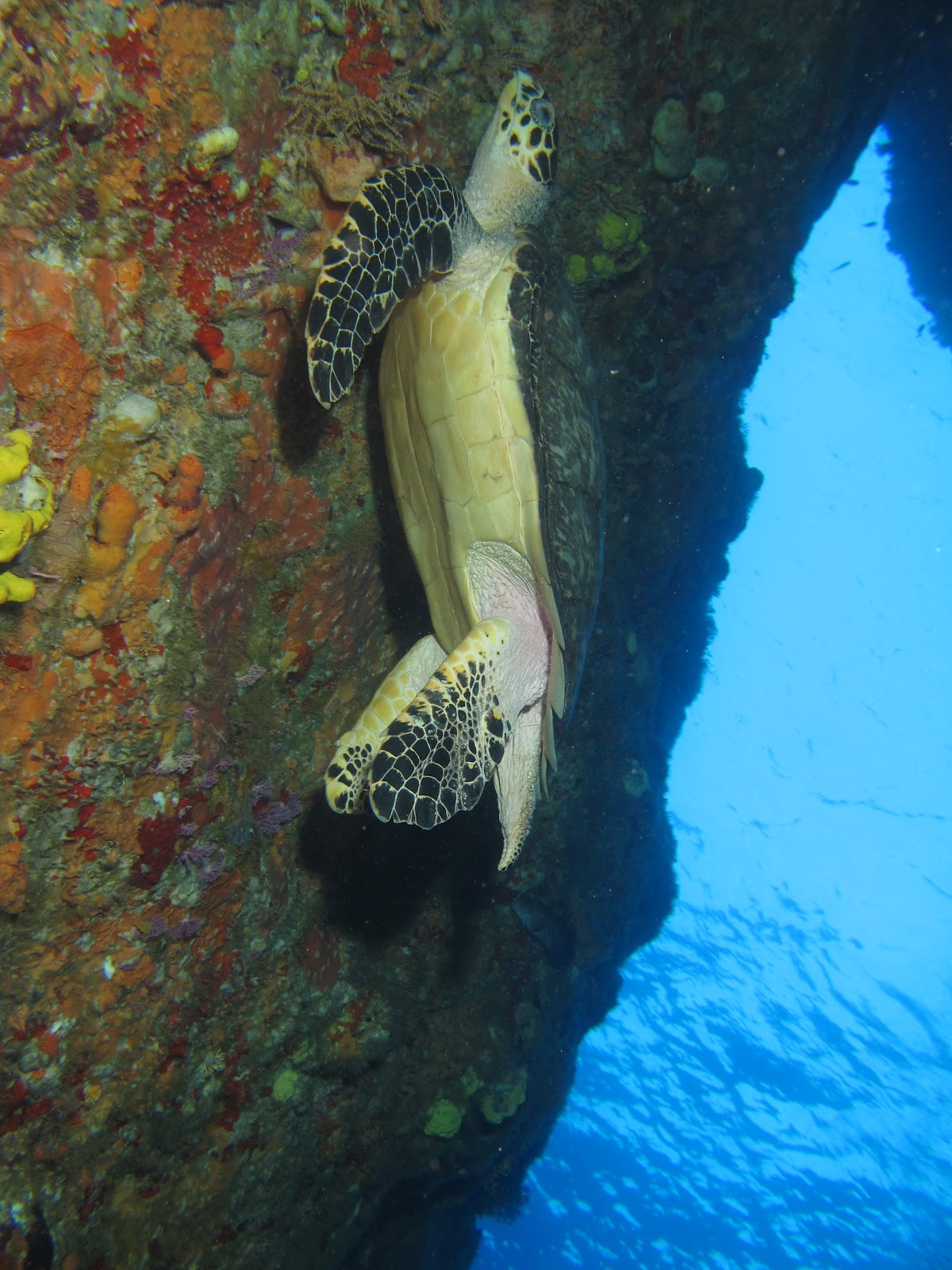 plongeur rencontre une tortue
