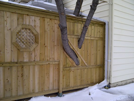 13 Times Humans Respected Mother Nature - The Tree and the Fence- 13 Times Humans Respected Mother Nature - The Tree and the Fence-