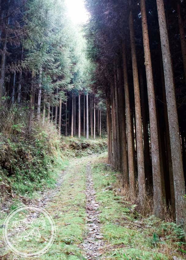 Takao Forest along Tokai Nature Trail
