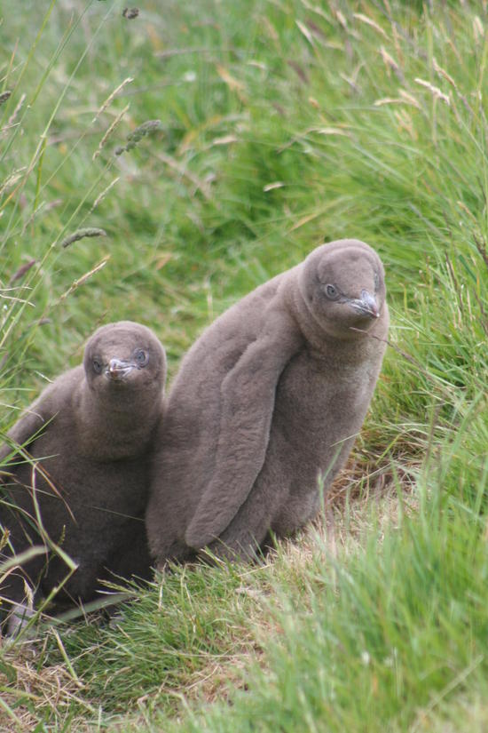 A Melange Et Moi 201 Pick up a Penguin...........