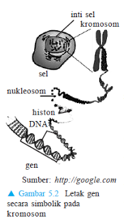 Serunya Belajar Biologi: MATERI GENETIS