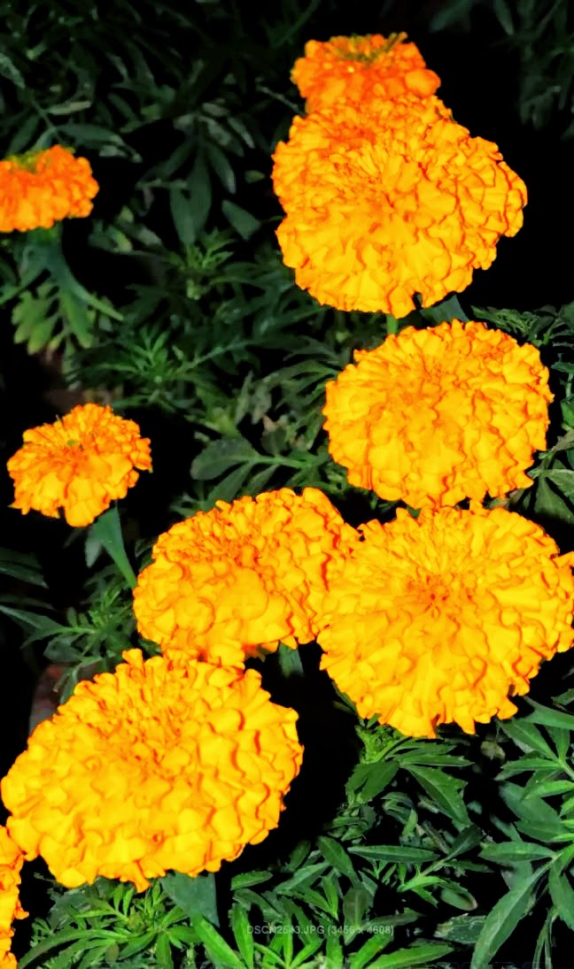 Fresh Marigolds in Late Night Backyards Click
