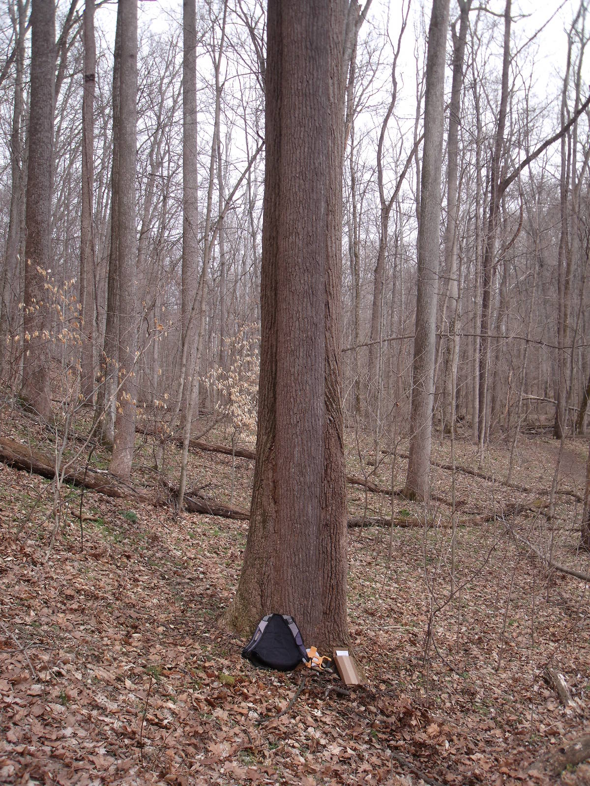 Miami Valley Land Renewal Our Ten BiggestTrees
