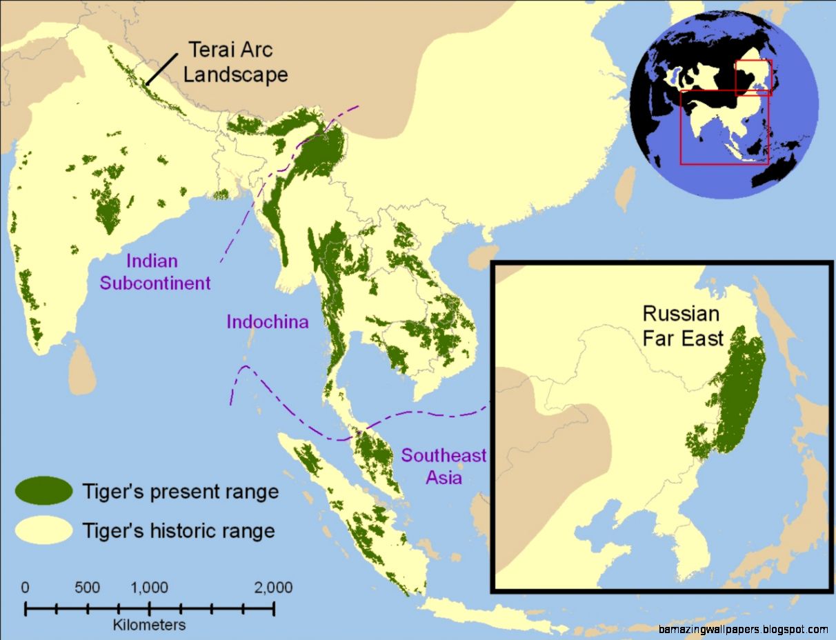 Tiger conservation Wikipedia the free encyclopedia Tiger conservation Wikipedia the free encyclopedia