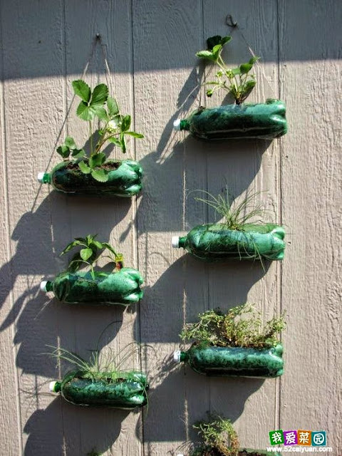 Bottle garden idea, gardening ideas for small gardens