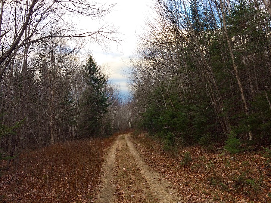 Hiking in the White Mountains and Adirondacks Deep in the Pine A Trek