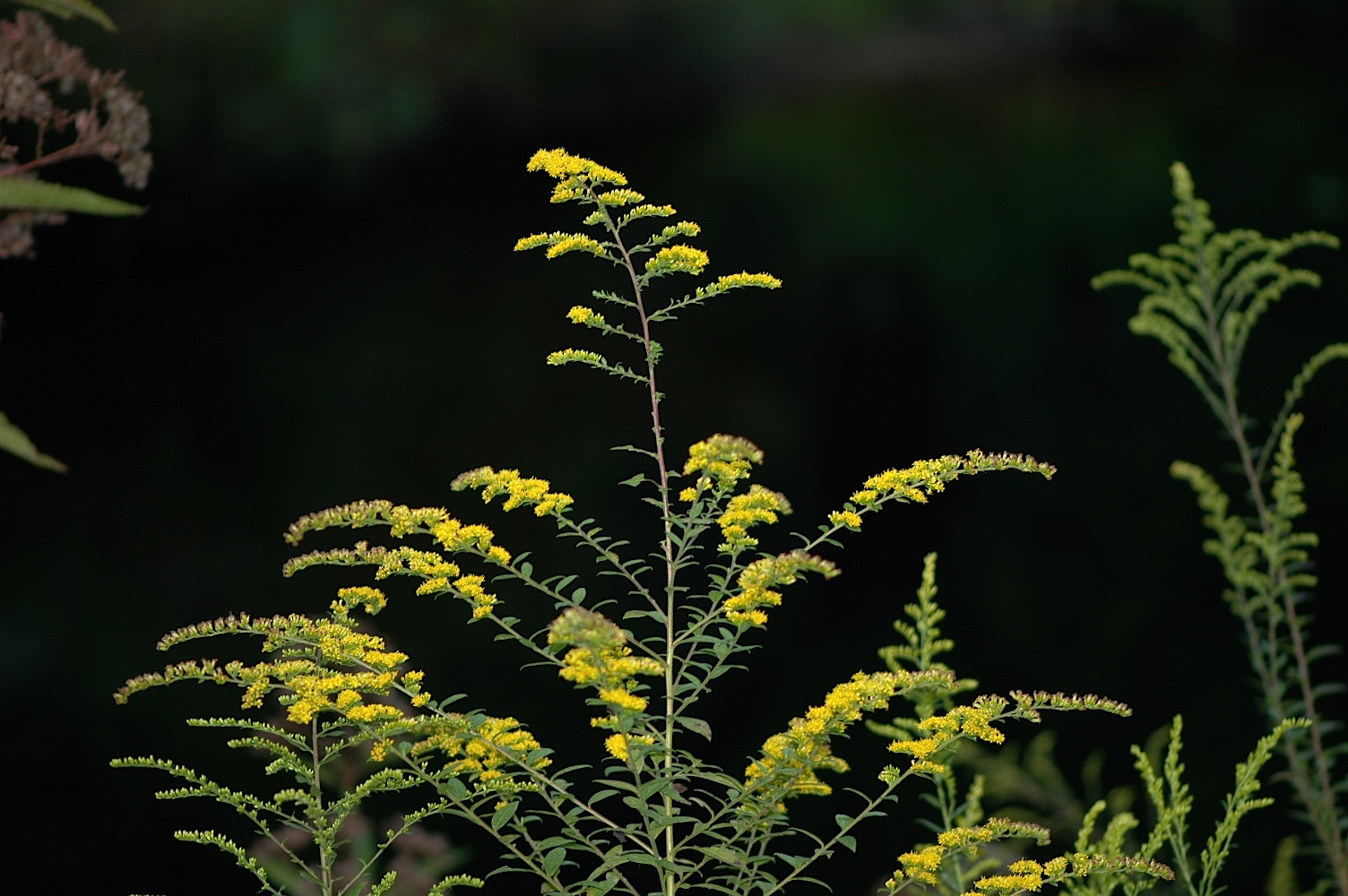 Field Biology in Southeastern Ohio Some Ohio Goldenrods