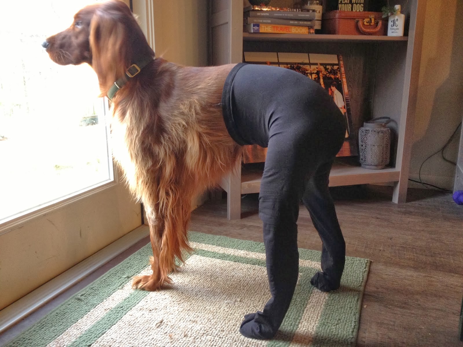 dogs in tights wth dogs wearing tigerdroppings dogs in tights wth dogs wearing tigerdroppings