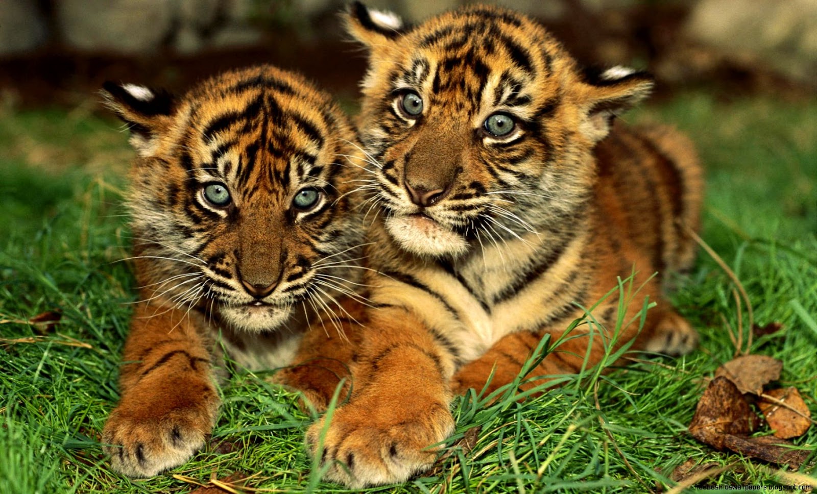 Cute Tiger Cubs Cute Tiger Cubs