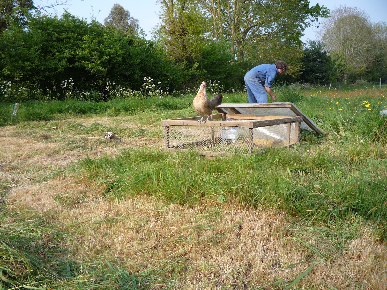 Hen teaches quail chicks to forage and how we freerange them. Hatching