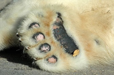 huaraches bear paw