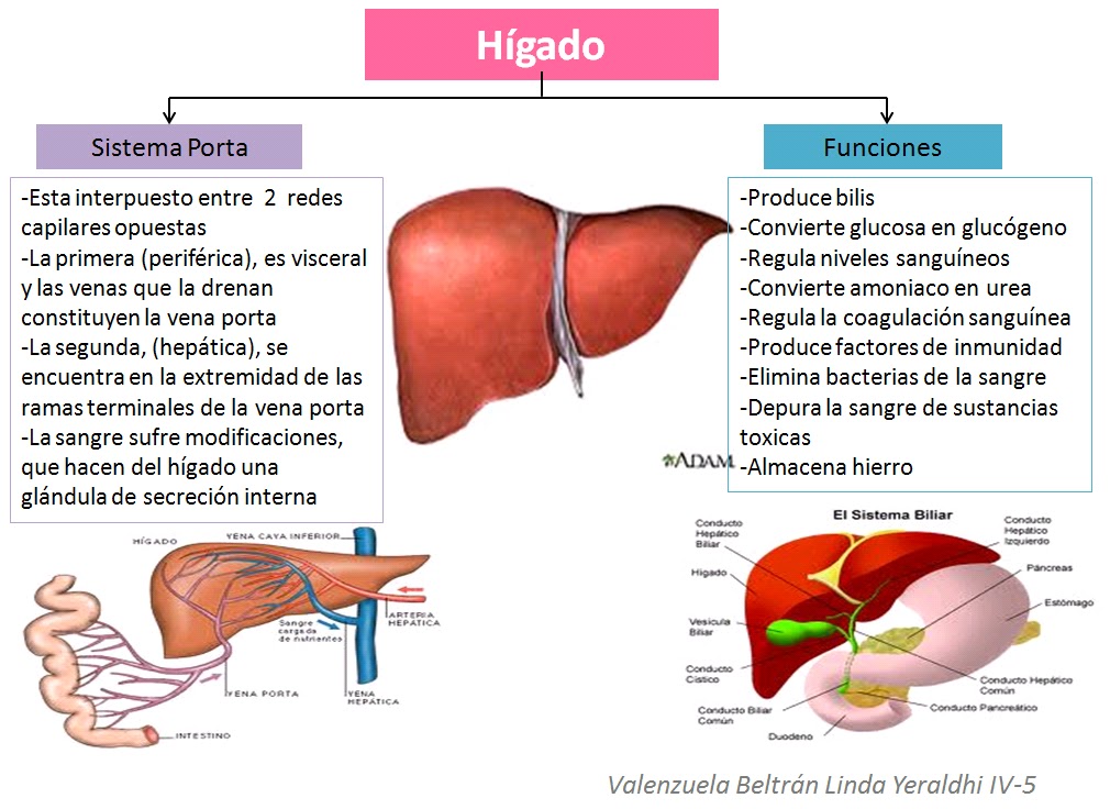 HIGADO ESQUEMA higado esquema: