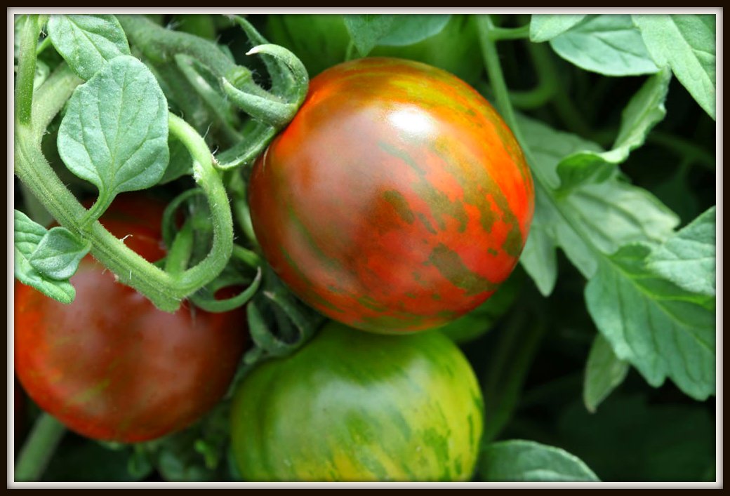 Desperate Gardener Tomato Tuesday Pruning Tomato Plants