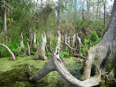 Swamp